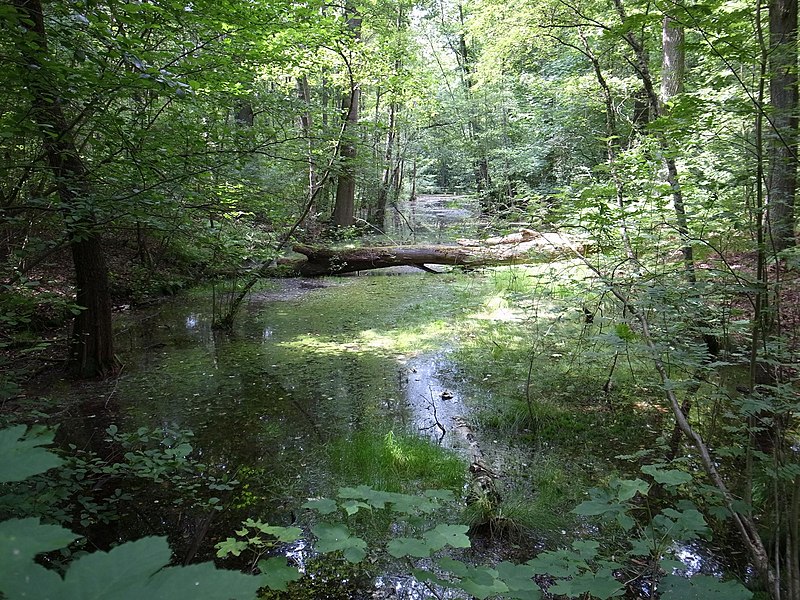 File:Coswig(Anhalt),Roter Teich.jpg