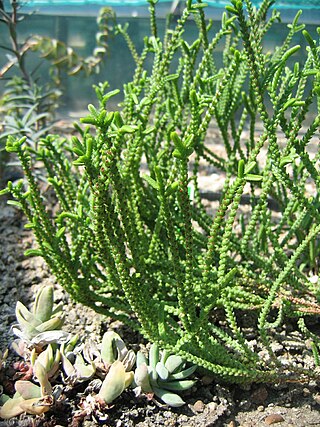 <i>Crassula muscosa</i> Species of succulent