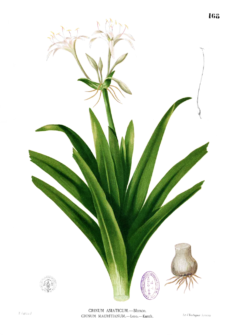 https://upload.wikimedia.org/wikipedia/commons/thumb/5/5e/Crinum_sp_Blanco1.168.png/800px-Crinum_sp_Blanco1.168.png