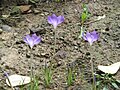 Crocus goulimyi clump