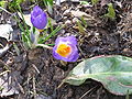 Crocus sieberi subsp. sublimis 'Tricolor' close-up