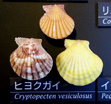 Cryptopecten vesiculosus - Národní muzeum přírody a vědy, Tokio - DSC06782.JPG