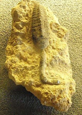 <i>Cupressocrinites</i> Extinct genus of crinoids