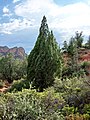 Cupressus glabra (Smooth Arizona Cypress)