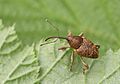 1/4 English: A Curculio nucum that is going to take flight. Français : Un Curculio nucum qui va prendre son envol