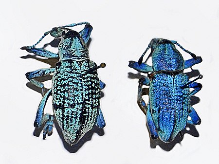 Curculionidae - Eupholus azureus.JPG