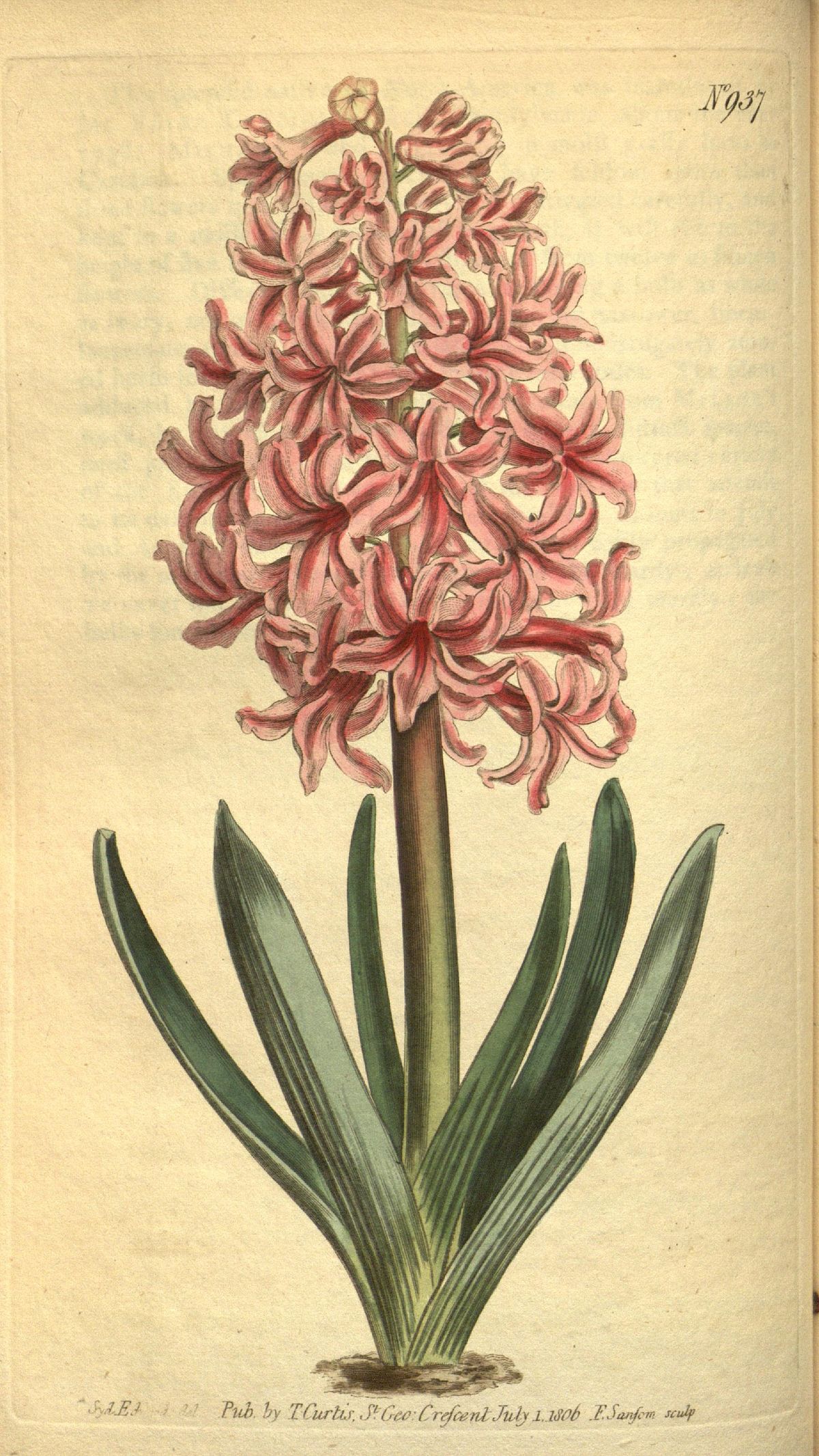 Гиацинт рисунок. Hyacinthus orientalis. Гиацинт Ботанический. Гиацинт Ботаническая иллюстрация. Гиацинт Брэдфорд.