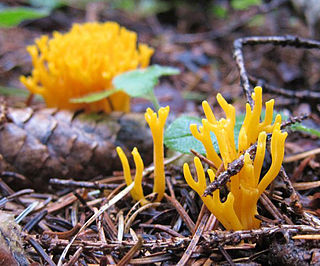 <i>Calocera viscosa</i> Species of fungus