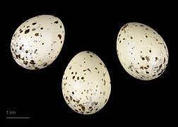 Cyanopica cyanus (museum specimens) (azure-winged magpie) eggs