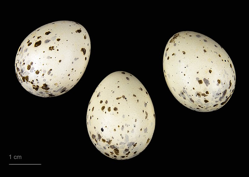 File:Cyanopica cooki MHNT.zoo.2010.11.170.10.jpg