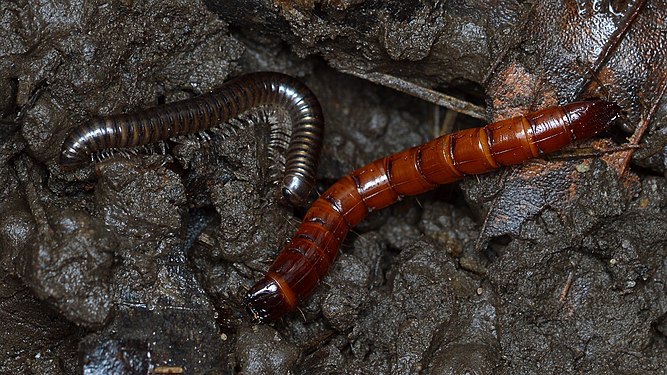 Millipede (Diplopoda) and Beetle (Coleoptera) Larva