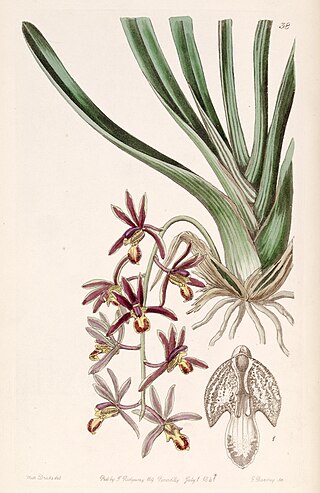 <i>Cymbidium bicolor</i> Species of orchid