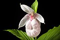 Cypripedium formosanum