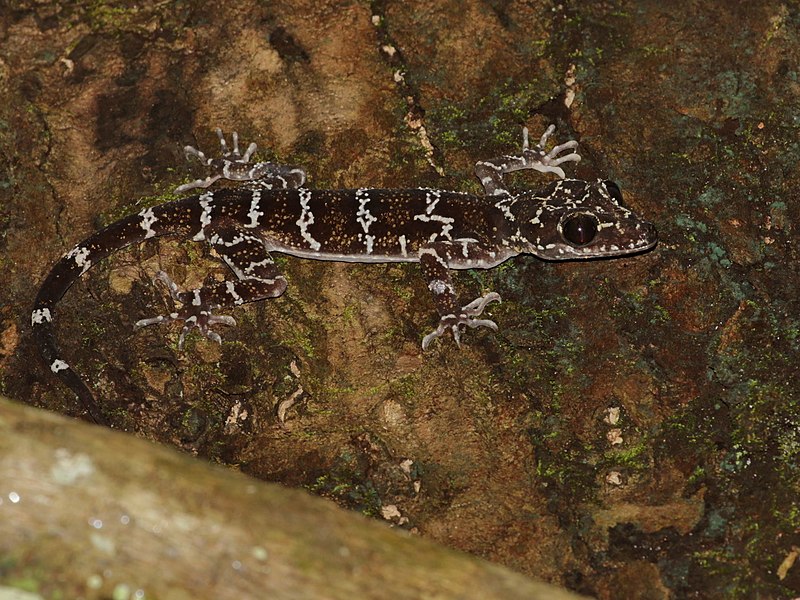 File:Cyrtodactylus consobrinus 60480759.jpg