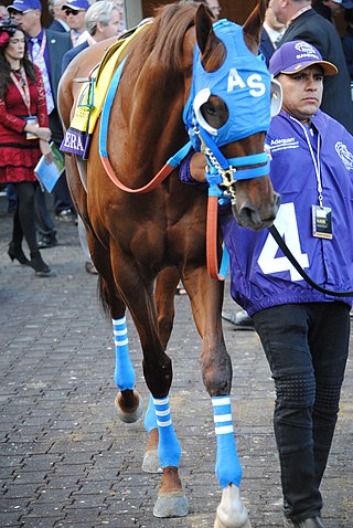 <span class="mw-page-title-main">Gunnevera</span> American-bred Thoroughbred racehorse