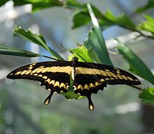 DSC 4112 - Papilio thoas.JPG