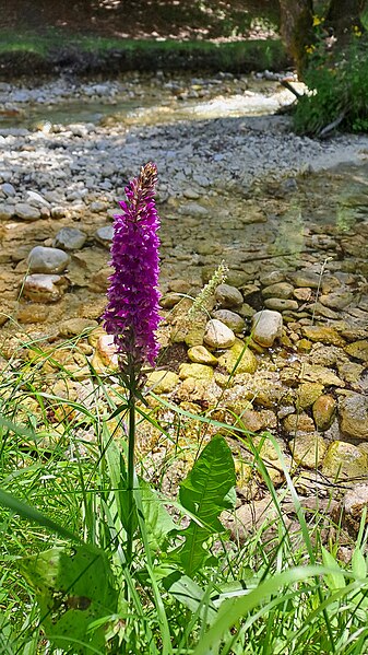 File:Dactylorhiza2.jpg