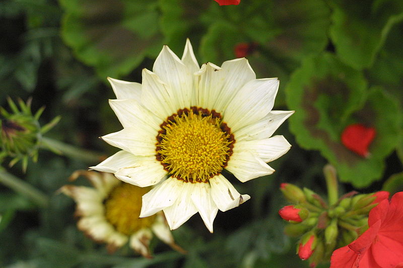 File:Daisy-looking flower.jpeg