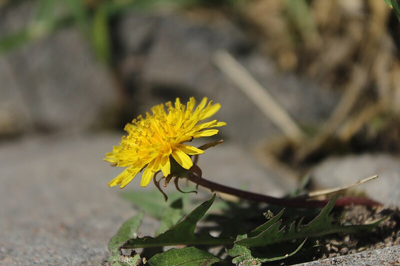 File:Dandelion on the road.jpg