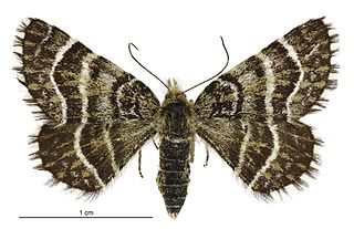 <i>Dasyuris leucobathra</i> Species of moth endemic to New Zealand