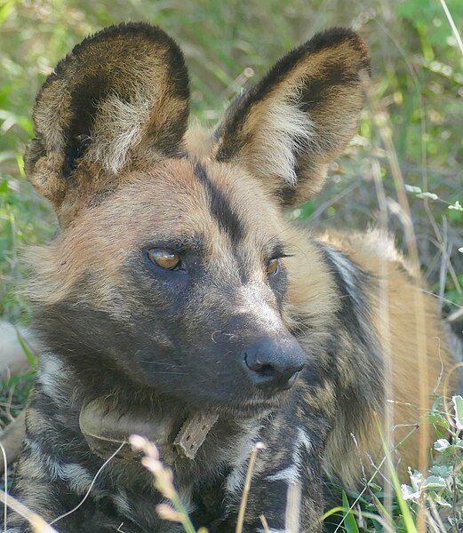 File:Day 50 African Wild Dog (Lycaon pictus) portrait of collared individual ... (53318370795).jpg