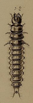 Larva De metamorphosi eleutheratorum observationes (Tab. XXI) (8244661800) (Fig. 7).jpg