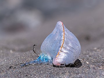 Dead Portuguese man o' war at Mosteiros Beach, São Miguel Island, Azores, Portugal