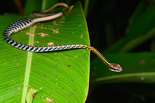 <i>Dendrelaphis striatus</i> Species of snake