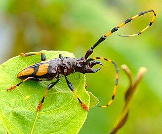 <i>Dendrobias</i> Genus of beetles