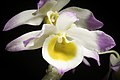 Dendrobium gratiosissimum