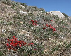 Desert paintbrush clumps on hillside