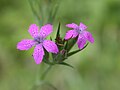 Français : Dianthus armeria Forêt de la Reine (Meurthe-et-Moselle), France