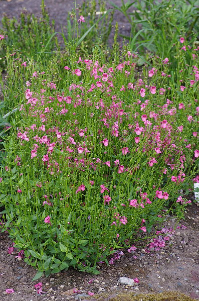 File:Diascia barberae ÖBG 2012-07-08 (03).jpg