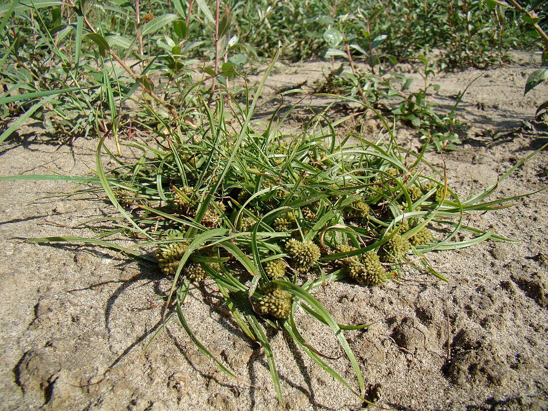 Cyperus michelianus