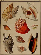 Die Flügelschnecken (Strombea) - in Abbildungen nach der Natur mit Beschreibungen (1845) (20292533424).jpg