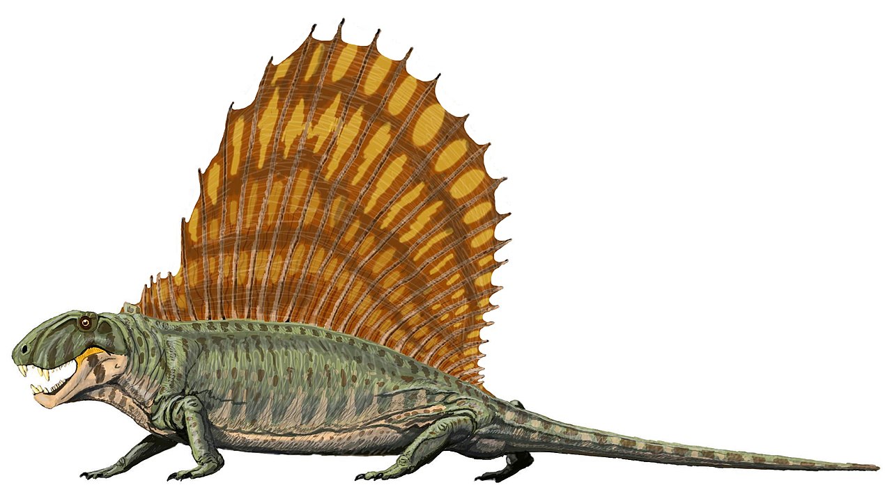 dimetrodon