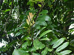 Diploglottis-alaticarpa-SF24022-01.jpg