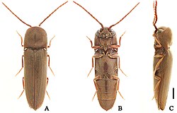 Dirrhagofarsus lewisi (10.3897-zookeys.781.22335) Figure 1 (cropped).jpg