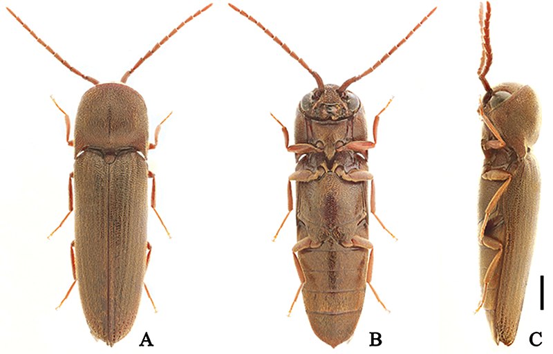 File:Dirrhagofarsus lewisi (10.3897-zookeys.781.22335) Figure 1 (cropped).jpg