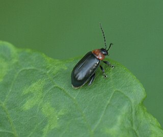 <i>Disonycha xanthomelas</i> Species of beetle