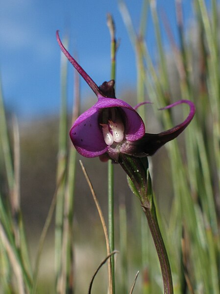 File:Disperis capensis 1.jpg