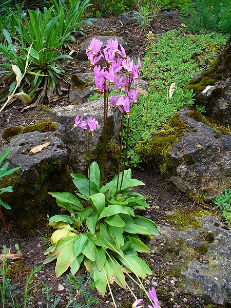 Dodecatheon meadia