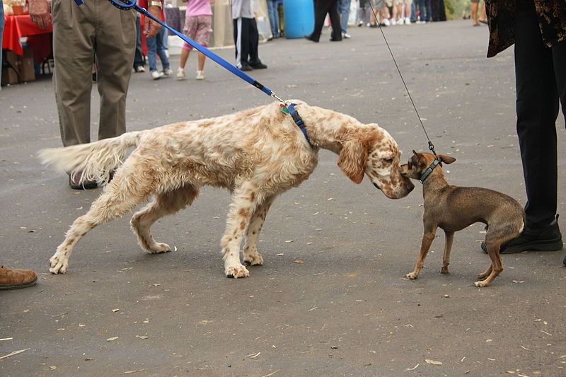 File:Dog Meets Dog (2952673183).jpg