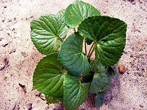 Beskrivelse av Dollarweed (Hydrocotyle umbellata) 2009 bilde .JPG.