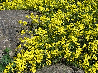 <i>Draba sibirica</i> Species of flowering plant