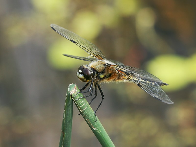 File:Dragonfly macro.jpg