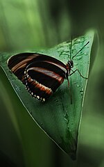 Miniatura pro Motýle