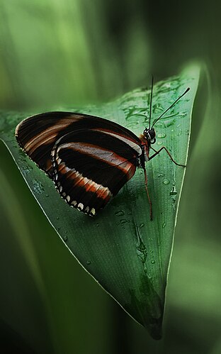 Бабочка Heliconius hecale на листе