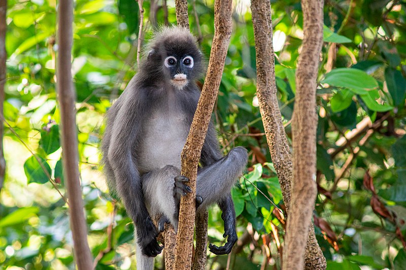 File:Dusky leaf monkey at Tanjung Tuan Recreational Forest.jpg