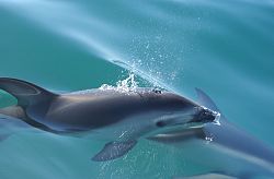 Closeup of dusky dolphin surfacing Dusky surfacing.jpg